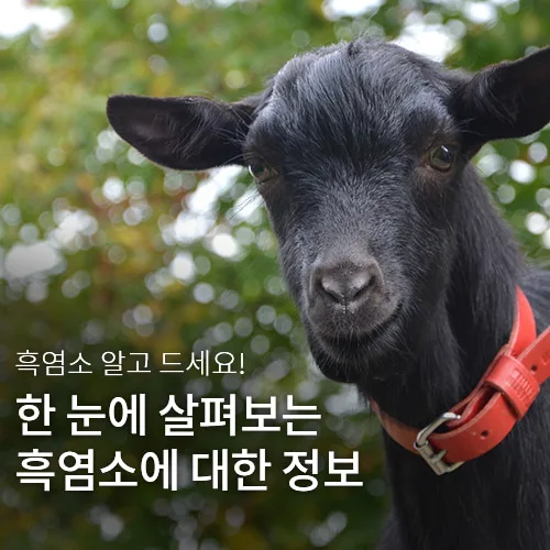 청풍골드흑염소 PC · 모바일 화면